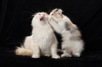 Picture of American Curl kitten telling a secret to and adult American Curl cat