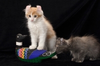 Picture of American Curl kittens, curious round wooden duck