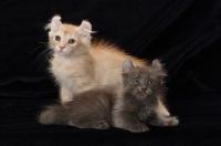 Picture of American Curl kittens in studio