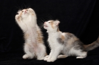 Picture of American Curl kittens, one jumping up