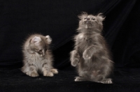 Picture of American Curl kittens, one looking down the other looking up