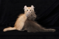 Picture of American Curl kittens