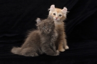 Picture of American Curl kittens