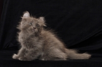 Picture of American Curl kitten