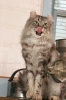 Picture of American Curl licking lips