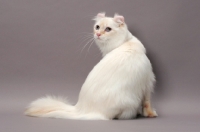 Picture of American Curl Longhair cat, back view, red silver lynx point