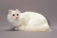 Picture of American Curl Longhair cat, lying down, red silver lynx point