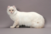 Picture of American Curl Longhair cat, side view, red silver lynx point