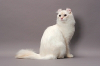 Picture of American Curl Longhair cat, sitting down, red silver lynx point