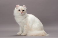 Picture of American Curl Longhair cat, sitting down, red silver lynx point