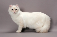 Picture of American Curl Longhair cat standing, side view, red silver lynx point