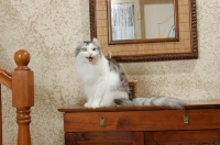 Picture of American Curl meowing on set of drawers