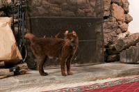 Picture of American Curl near fireplace