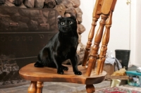 Picture of American Curl on chair