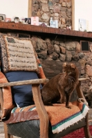 Picture of American Curl on chair