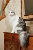 Picture of American Curl on cupboard
