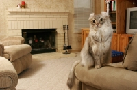 Picture of American Curl on furniture