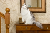 Picture of American Curl on set of drawers