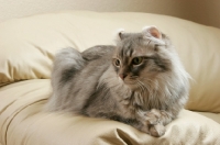 Picture of American Curl on sofa