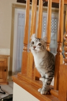 Picture of American Curl on stairs