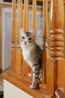 Picture of American Curl on stairs