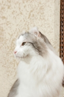 Picture of American Curl portrait