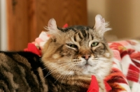 Picture of American Curl resting