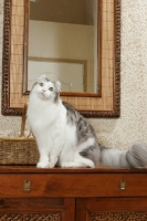 Picture of American Curl sitting at home