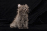 Picture of American Curl sitting down