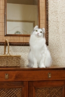 Picture of American Curl sitting in hallway