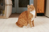 Picture of American Curl sitting in kitchen