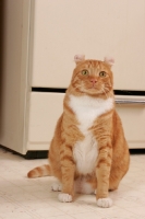 Picture of American Curl sitting in kitchen