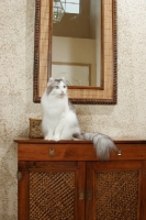Picture of American Curl sitting on chest
