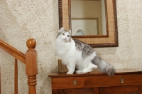 Picture of American Curl sitting on drawers