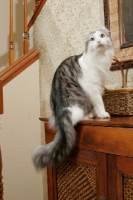 Picture of American Curl sitting on furniture