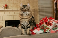 Picture of American Curl sitting on sofa in lounge