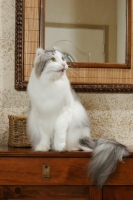 Picture of American Curl