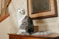 Picture of American Curl