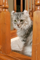 Picture of American Curl