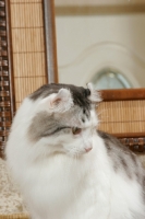 Picture of American Curl