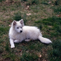 Picture of american eskimo dog laying on grass