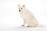 Picture of American eskimo dog on white background