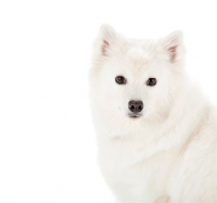 Picture of American eskimo dog on white background, portrait