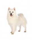 Picture of American eskimo dog on white background, full body