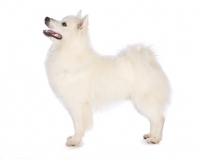 Picture of American eskimo dog on white background, side view