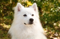 Picture of American Eskimo dog portrait