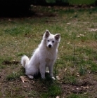 Picture of american eskimo dog sitting on grass