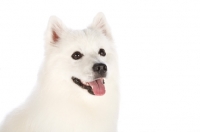 Picture of american eskimo dog