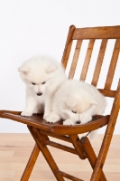 Picture of American Eskimo puppies on chair, looking down