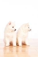 Picture of American Eskimo puppies on white background, looking away